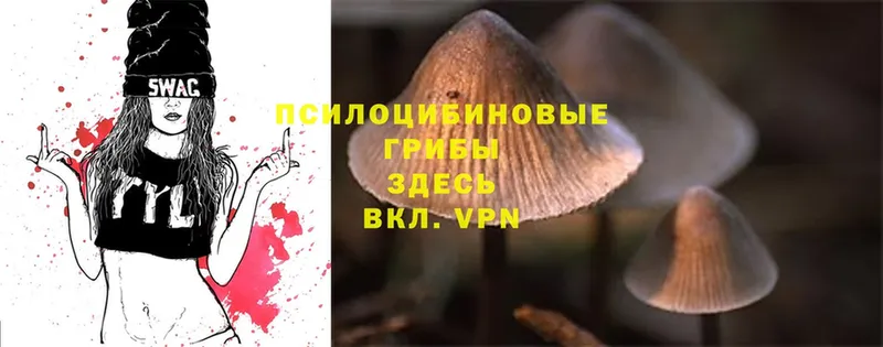 Галлюциногенные грибы Psilocybe  Лермонтов 